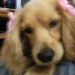 Sofi